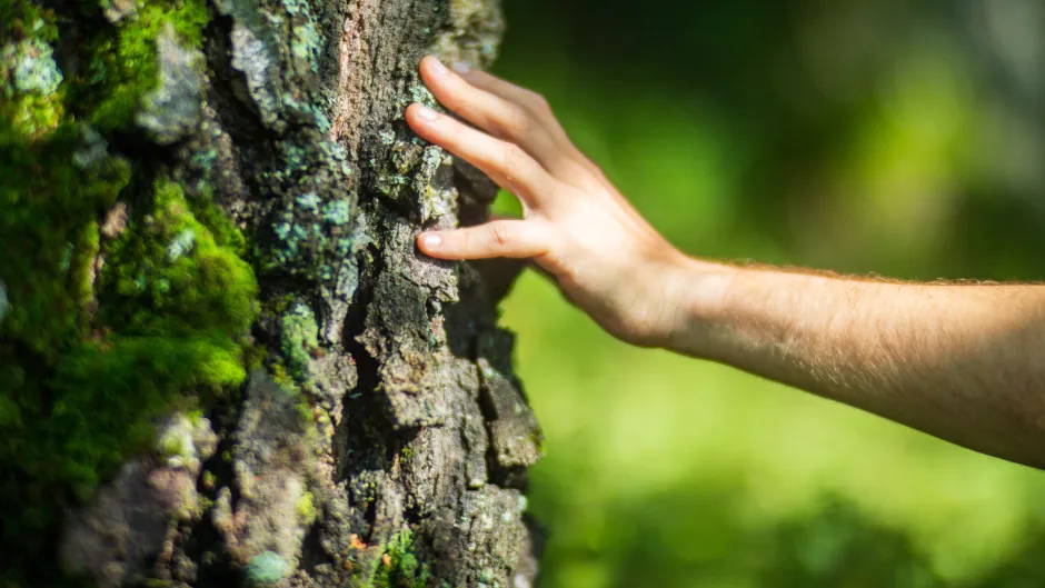 Eine Hand berührt die flechten- und moosbewachsene Rinde eines alten Baumes